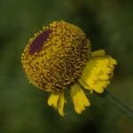 Helenium puberulum – fotografia rastliny