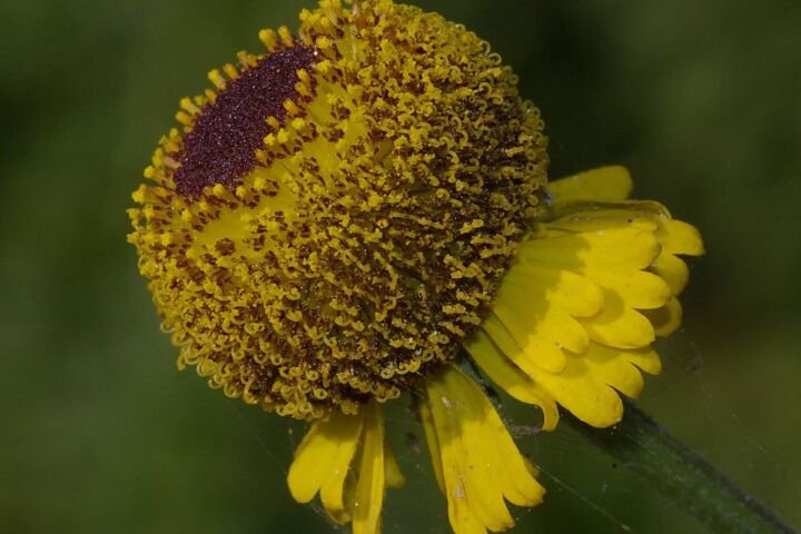 Helenium puberulum