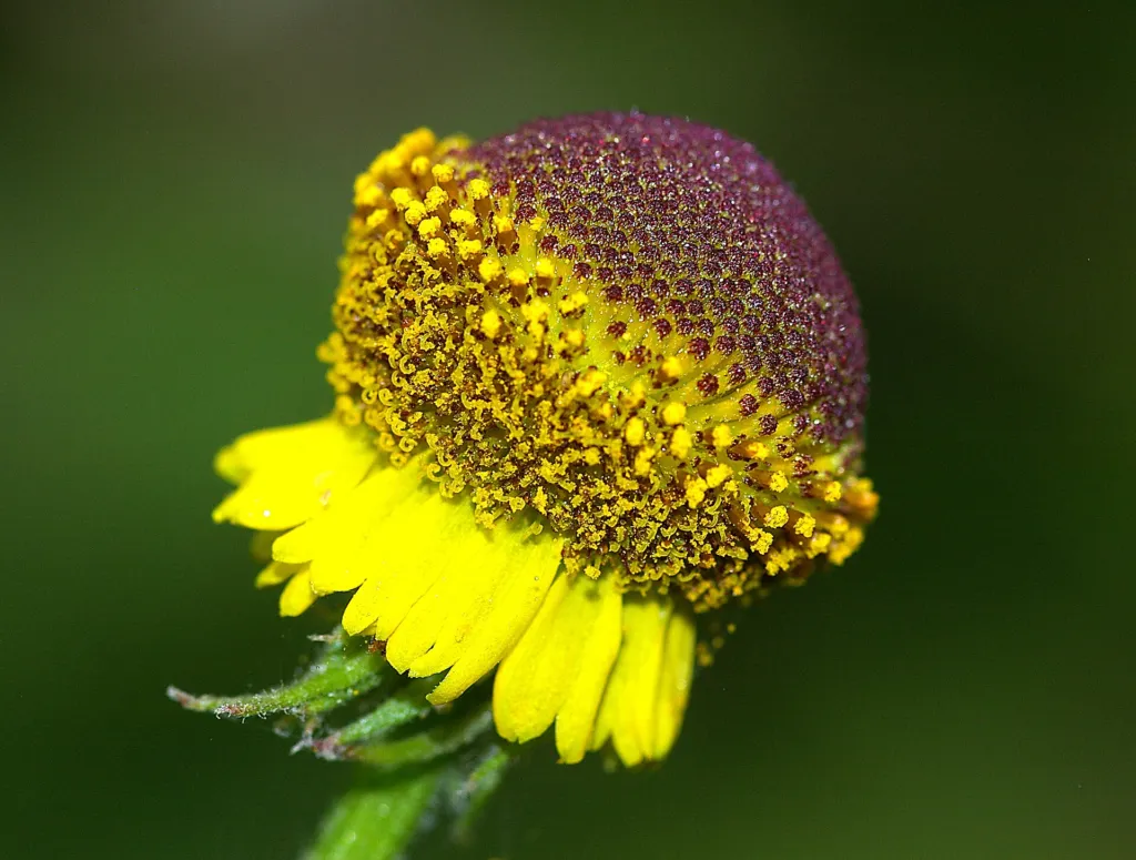 Helenium puberulum – kvety zblízka, fotografia rastliny
