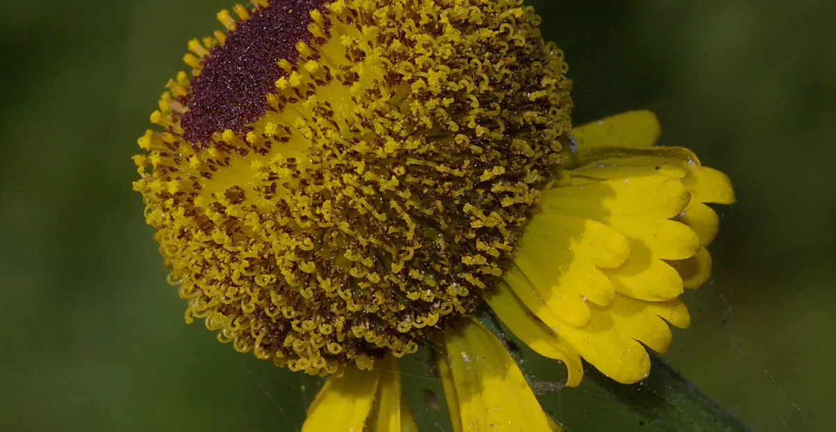 Rosilla (Helenium puberulum) – plant photo