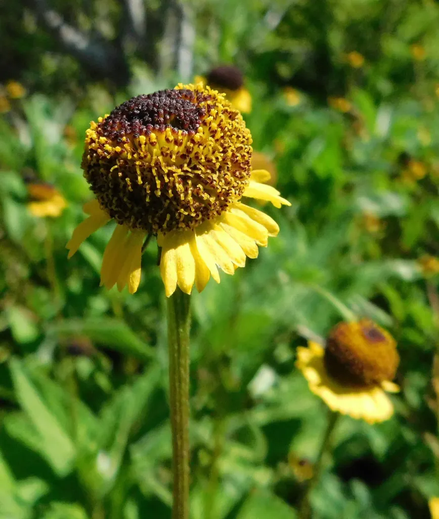 Helenium puberulum – v záhrade, fotografia rastliny