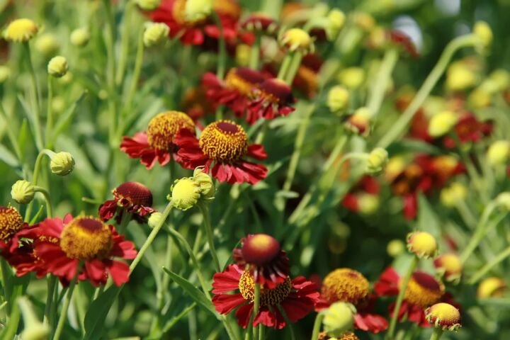 Helenium 'Ruby Tuesday'