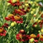 Helenium 'Ruby Tuesday' – zdjęcie rośliny