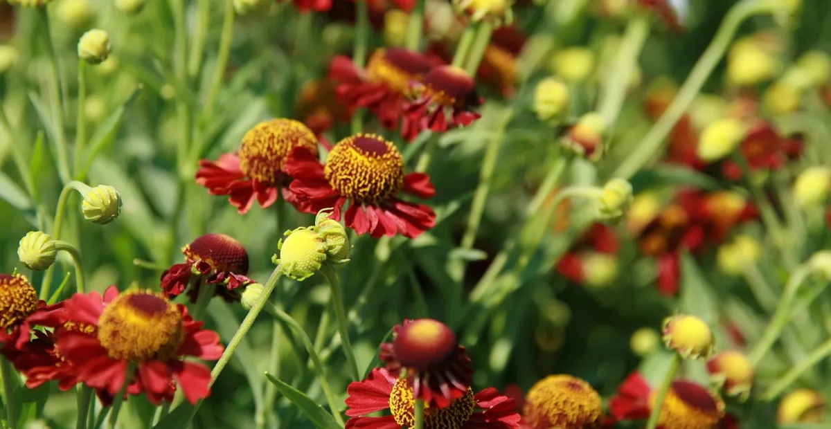 Helenium 'Ruby Tuesday' – plant photo