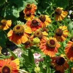 Helenium 'Sahin's Early Flowerer' – fotografia rastliny