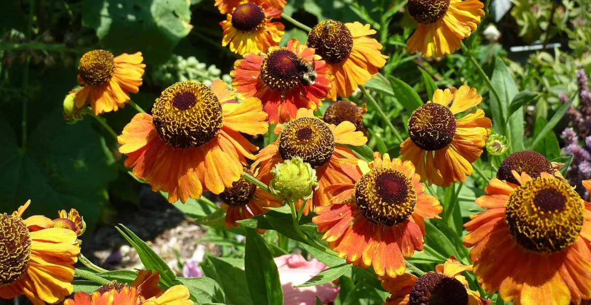Sneezeweed 'Sahin's Early Flowerer' (Helenium 'Sahin's Early Flowerer') – plant photo