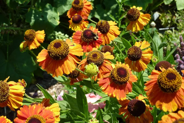 Helenium 'Sahin's Early Flowerer'