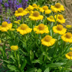 Helenium 'Sombrero' – Pflanzenfoto