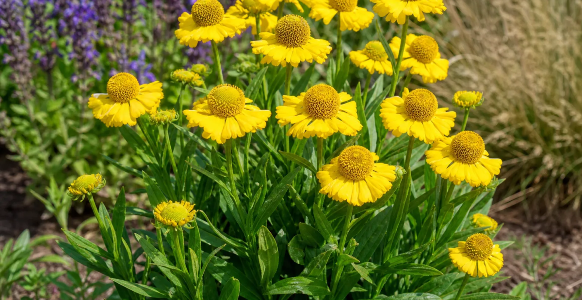 Helenium 'Sombrero' – plant photo