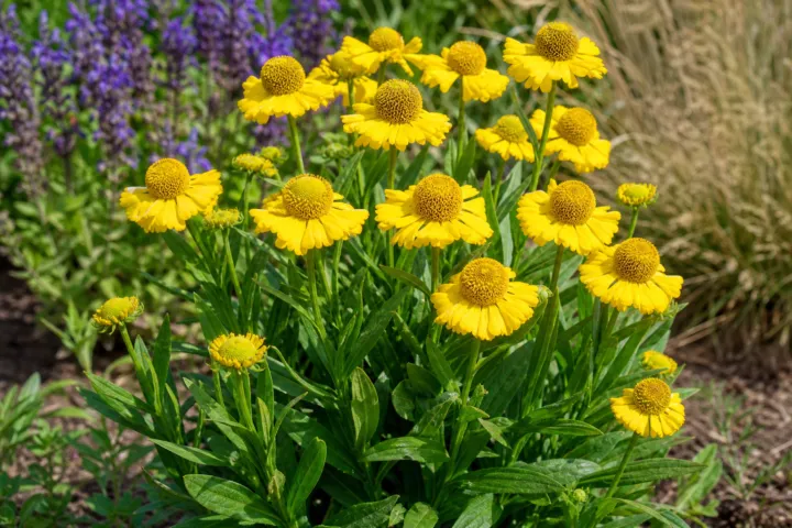 Helenium 'Sombrero'