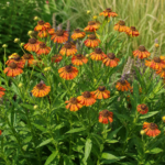 Helenium 'Waltraut' – zdjęcie rośliny