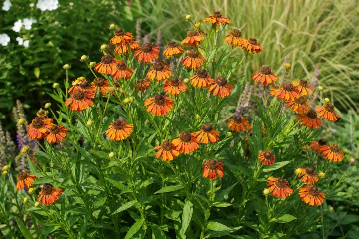 Helenium 'Waltraut'