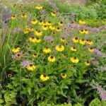 Helenium 'Wyndley' – fotografia rastliny