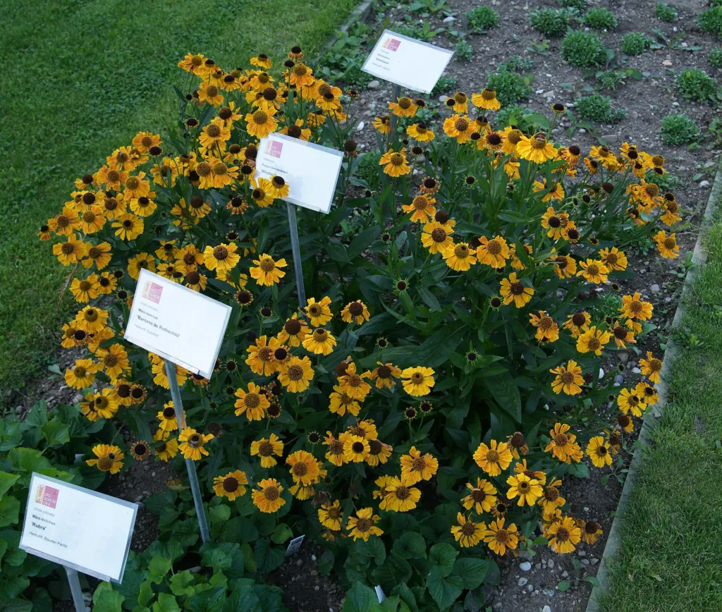 Helenium 'Wyndley' – typický vzhľad, fotografia rastliny