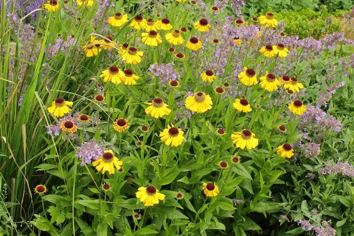 Helenium 'Wyndley'
