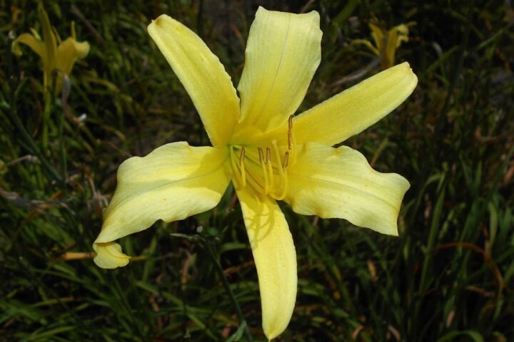 Hemerocallis citrina