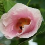 Hibiscus mutabilis – Pflanzenfoto