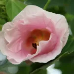 cotton-rose (Hibiscus mutabilis) – plant photo