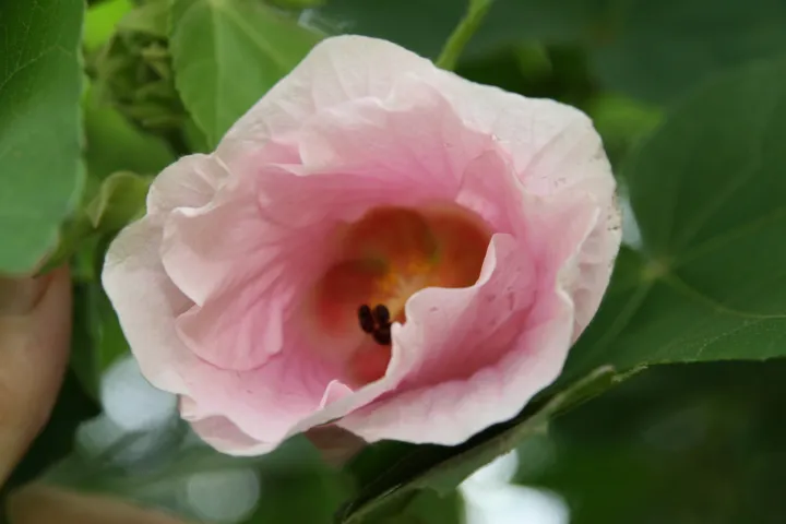 Hibiscus mutabilis