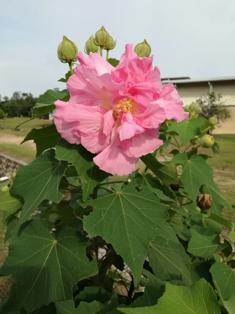 Hibiscus mutabilis – kvety zblízka, fotografia rastliny