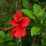 Hibiscus rosa-sinensis – Pflanzenfoto