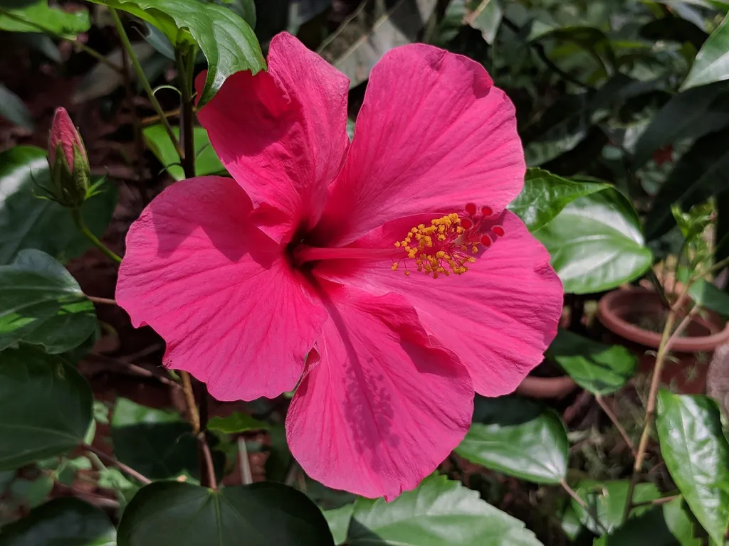 Hibiscus rosa-sinensis care guide (Hibiscus rosa-sinensis) – flowers in close-up, plant photo