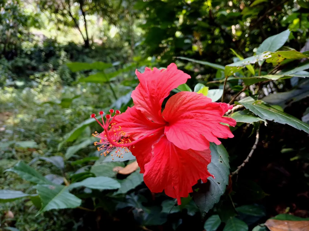 Hibiscus rosa-sinensis care guide (Hibiscus rosa-sinensis) – in a garden setting, plant photo