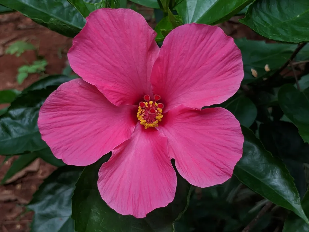 Hibiscus rosa-sinensis care guide (Hibiscus rosa-sinensis) – flowers in close-up, plant photo