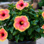 Hibiscus rosa 'Sinensis Hawaiian Sunset' – zdjęcie rośliny