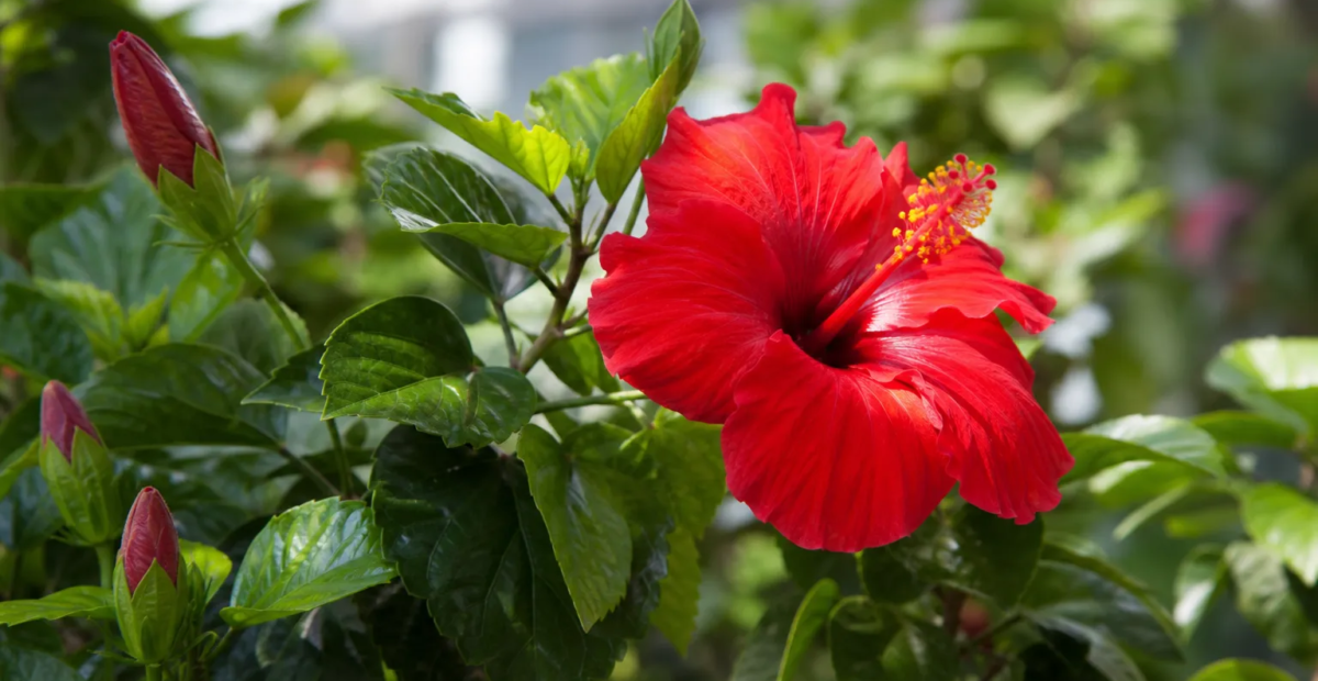 Hibiscus rosa 'Sinensis Ruby Red' – plant photo