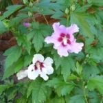 Hibiscus 'Syriacus' – Pflanzenfoto