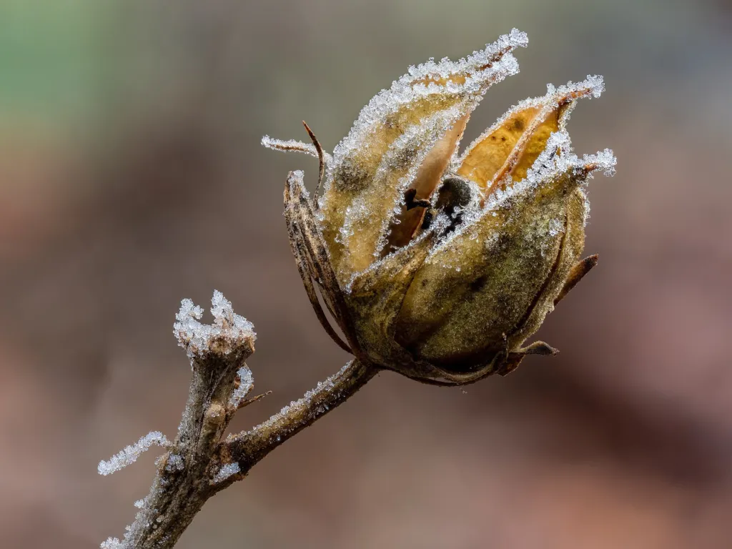 Hibiscus ‘Syriacus’ (Hibiscus 'Syriacus') – fruit in close-up, plant photo