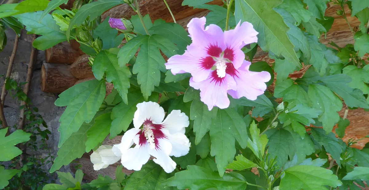 Hibiscus 'Syriacus' – plant photo