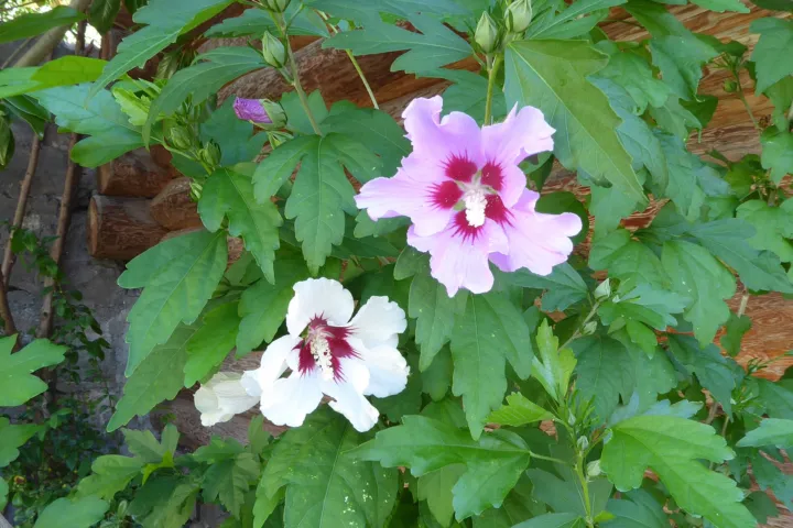 Hibiscus 'Syriacus'