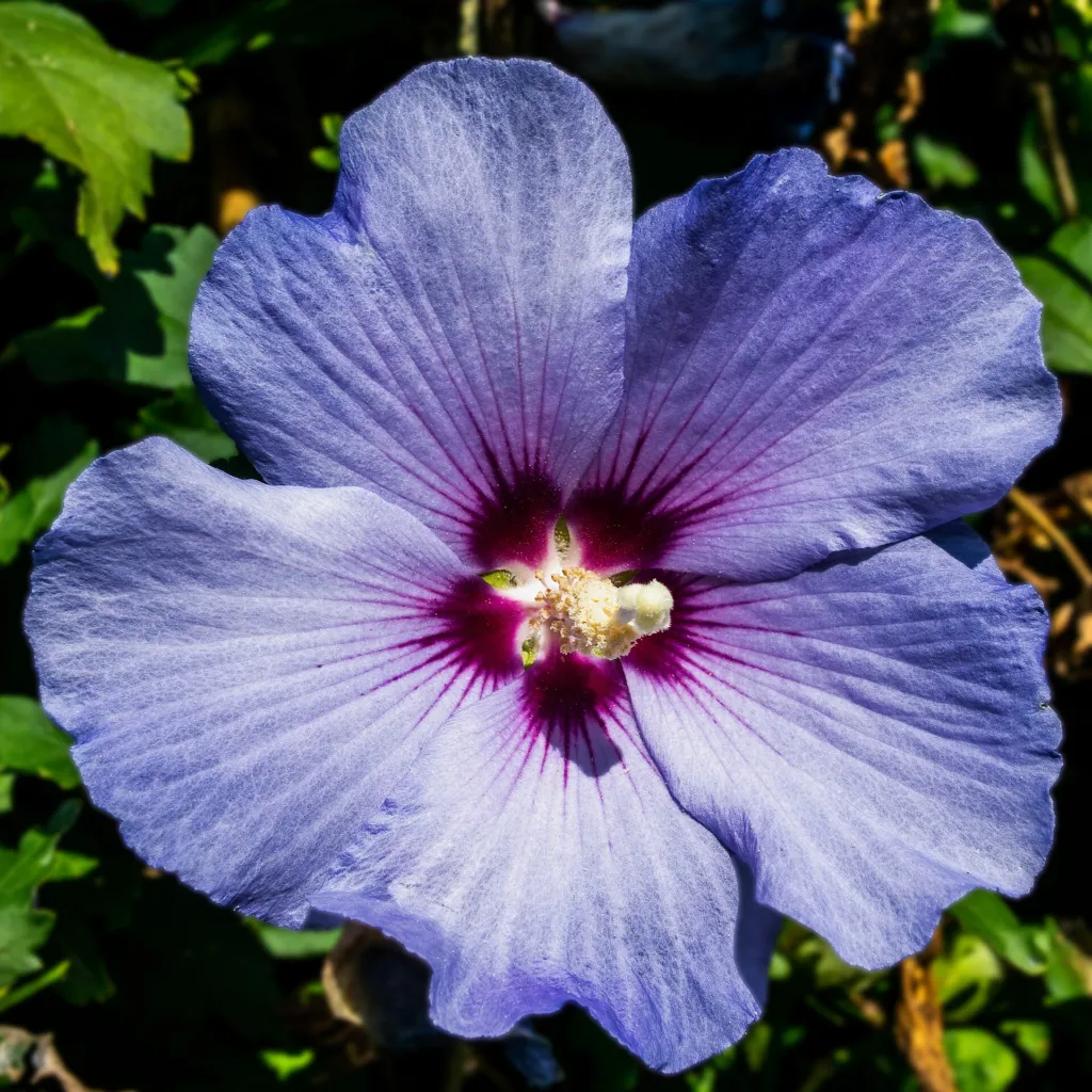 Hibiscus ‘Syriacus’ (Hibiscus 'Syriacus') – flowers in close-up, plant photo
