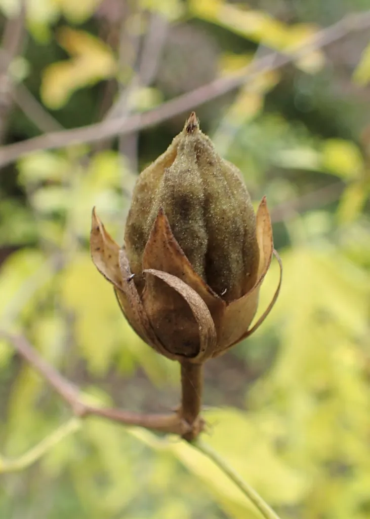 Hibiscus ‘Syriacus’ (Hibiscus 'Syriacus') – fruit in close-up, plant photo