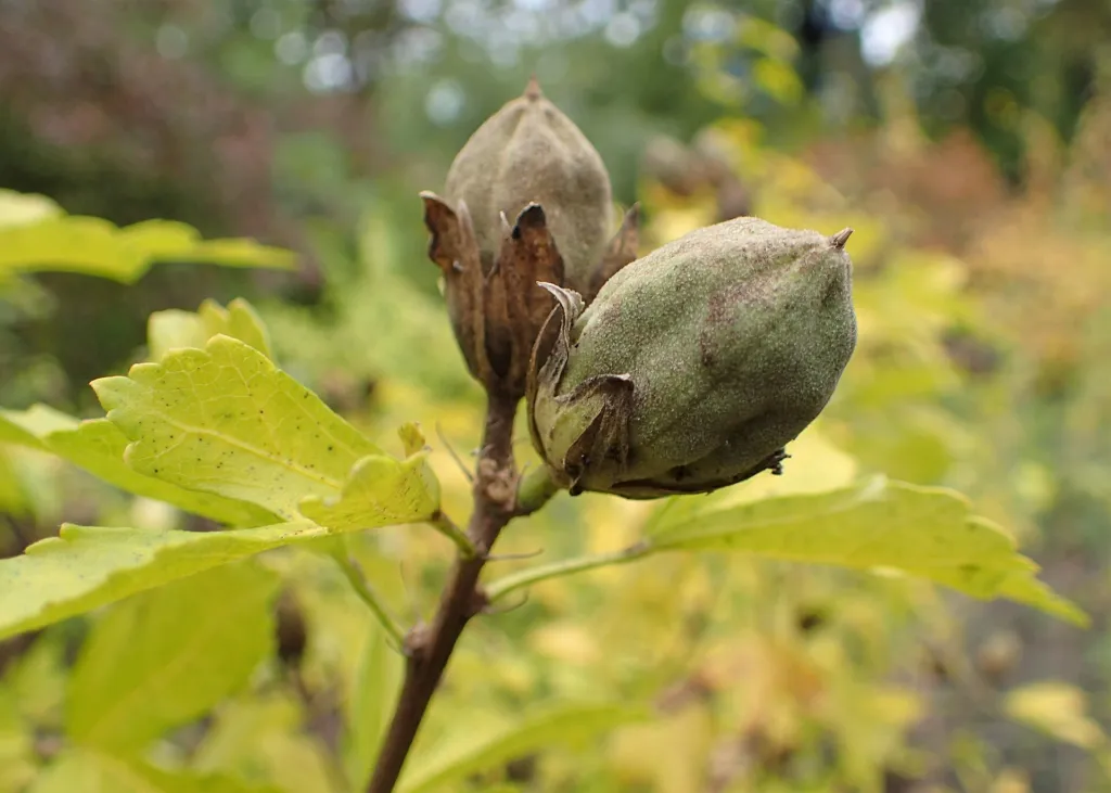 Hibiscus ‘Syriacus’ (Hibiscus 'Syriacus') – fruit in close-up, plant photo