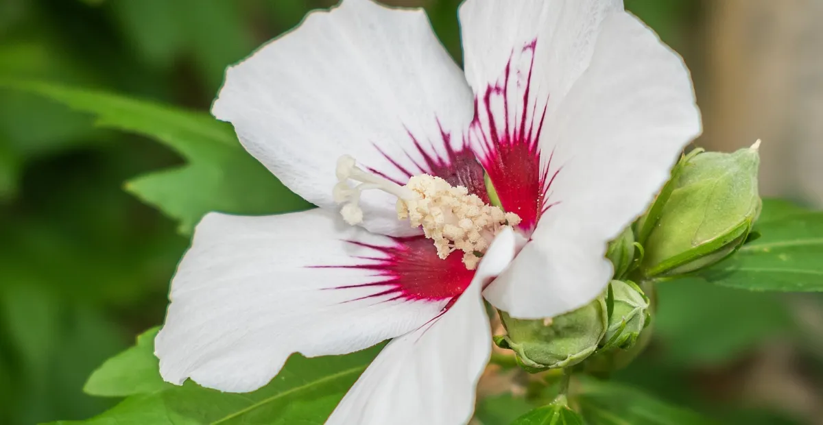 Rose of Sharon 'Red Heart' (Hibiscus 'Syriacus Red Heart') – plant photo