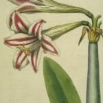 Hippeastrum vittatum – zdjęcie rośliny