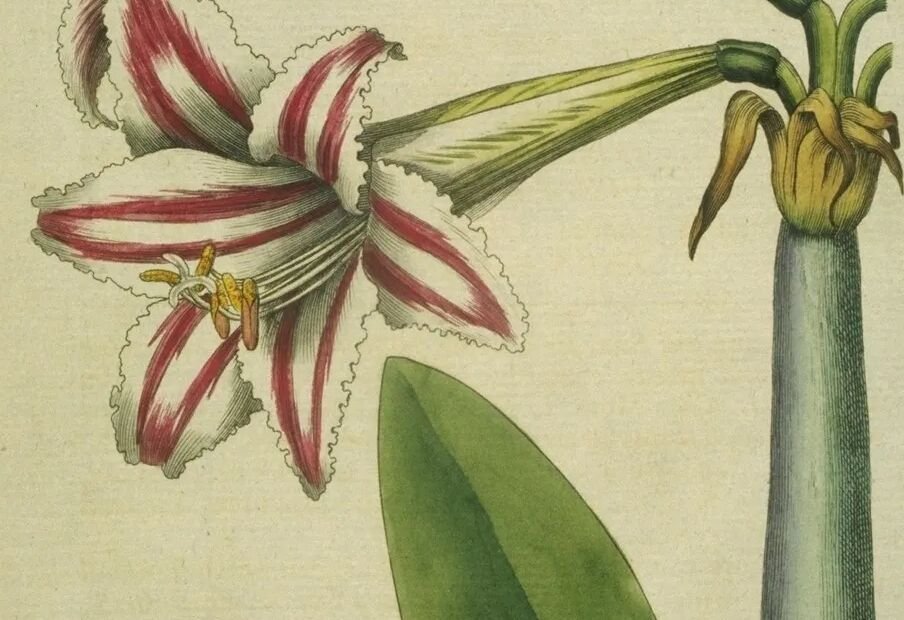 Hippeastrum vittatum – plant photo