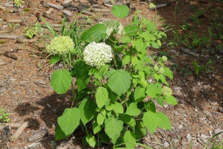 Hydrangea arborescens