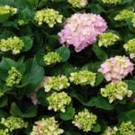 Hortensja ogrodowa (Hydrangea macrophylla) – zdjęcie rośliny