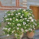 Hortensja piłkowana (Hydrangea serrata) – zdjęcie rośliny