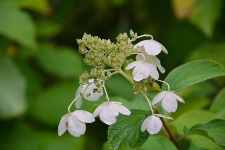 Hortenzia metlinatá (Hydrangea paniculata) – fotografia rastliny