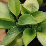 Hosta 'Abiqua Drinking Gourd' – Pflanzenfoto