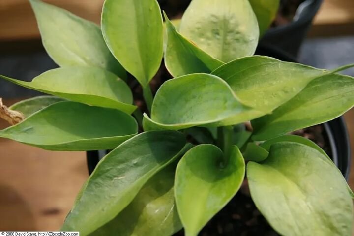 Hosta 'Abiqua Drinking Gourd'