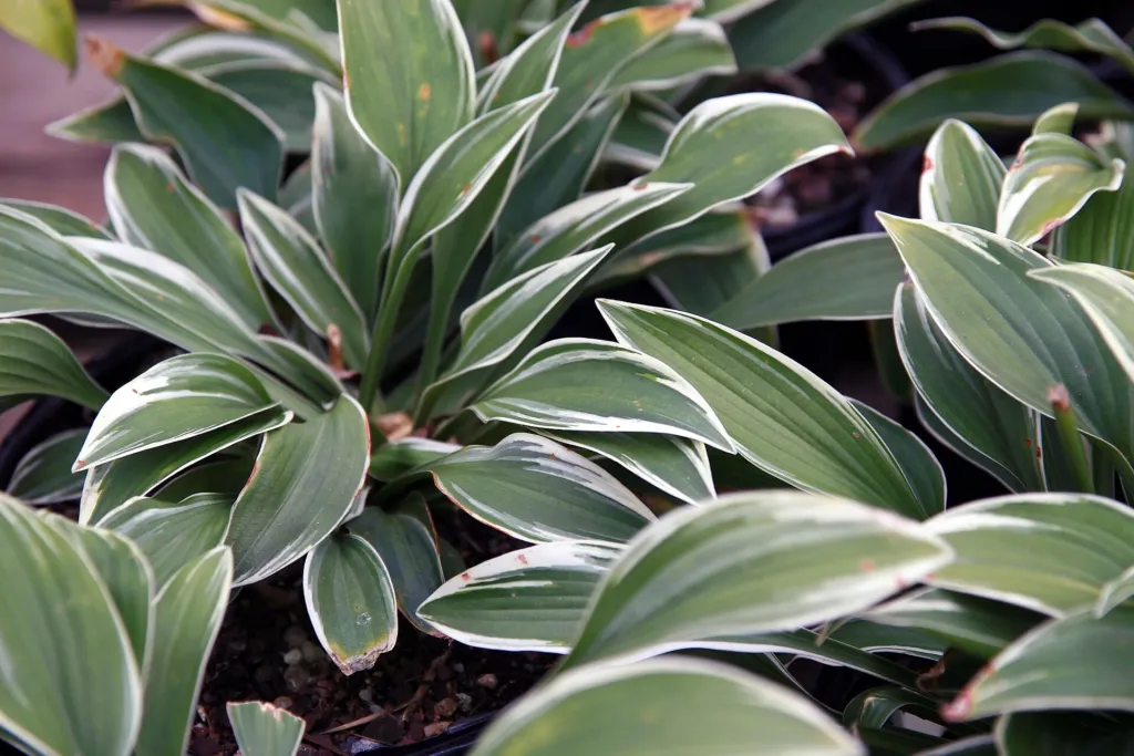 Hosta 'Allan P Mcconnell' – v záhrade, fotografia rastliny