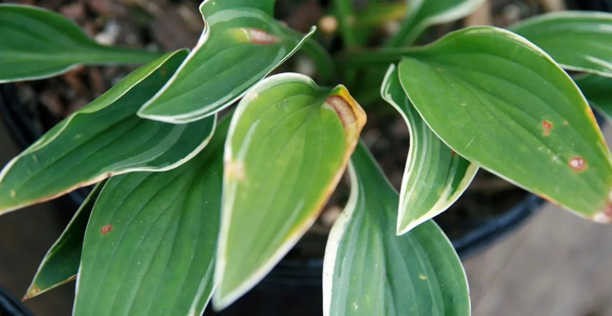 Hosta 'Allan P Mcconnell' – plant photo