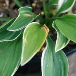 Hosta ‘Allan P Mcconnell’ (Hosta 'Allan P Mcconnell') – plant photo