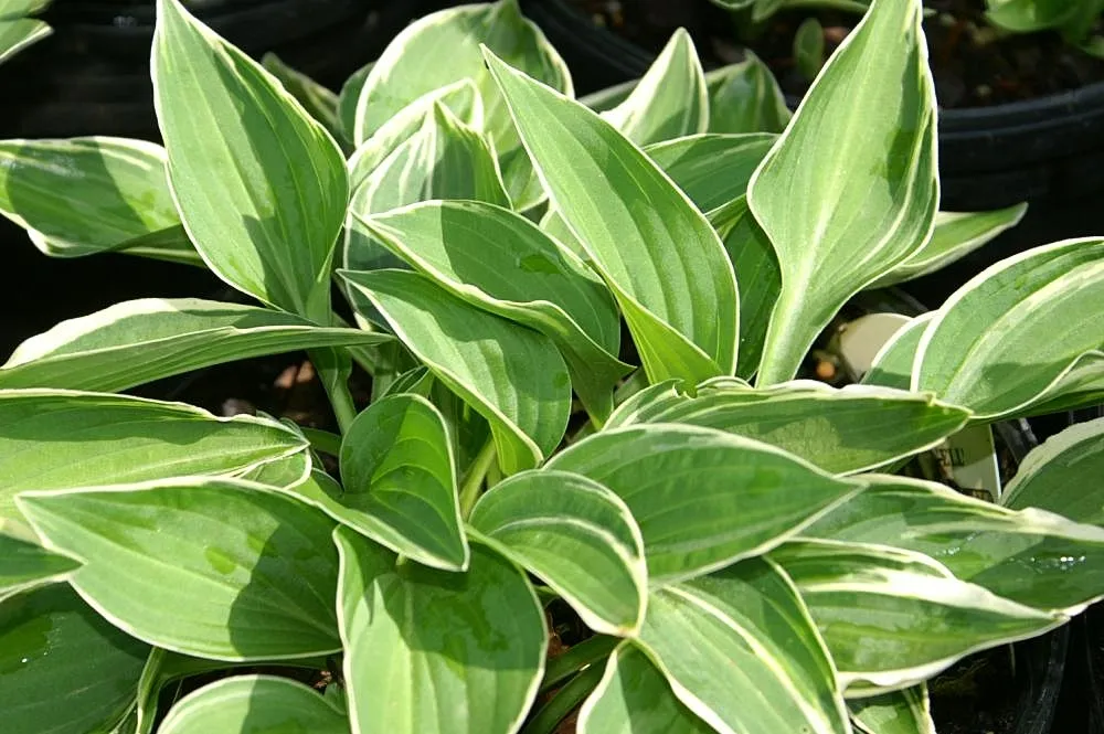 Hosta 'Allan P Mcconnell' – v záhrade, fotografia rastliny